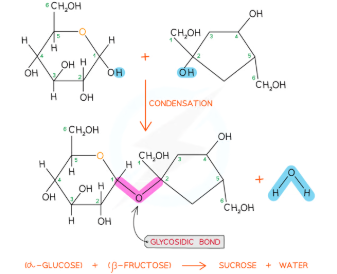 <p>Sucrose is formed when α-glucose and β-fructose join via a condensation reaction, resulting in an α-1,2 glycosidic bond.</p>