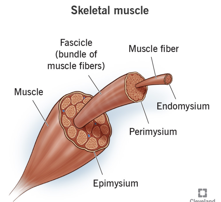 <p>covers fascicle (bundles) of fibers</p>