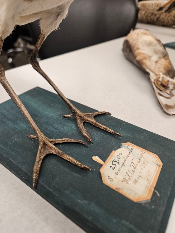 <p>hallux (big toe) is at the same level of the other toes </p>