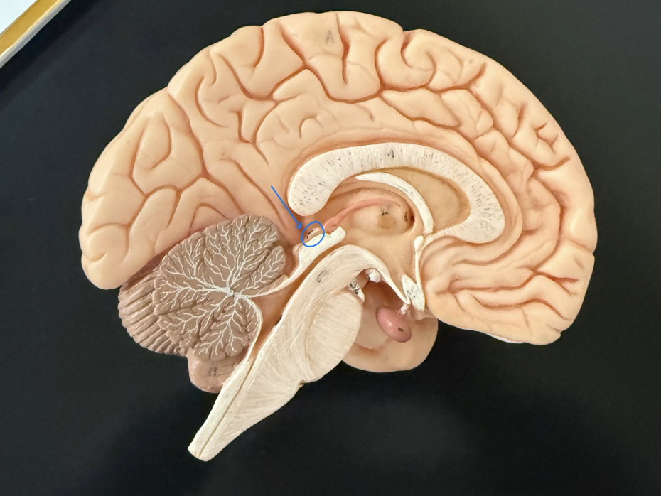 <p>What is outlined in blue on the brain model?</p>