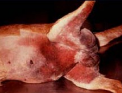 <p>Primary Haemostasis - VWD </p><p>Pattern of haemorrhage?</p>