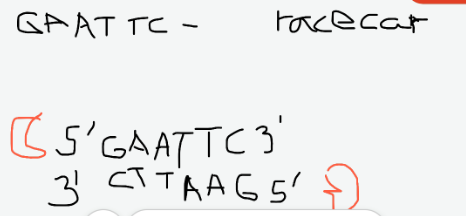 <p>Definition of Palindrome</p>