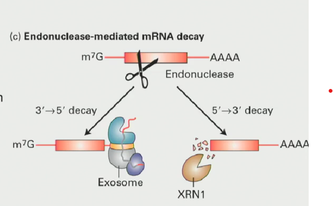 <ul><li><p>This makes a new 5’ end and a new 3’ end: essentially two more spots for degradation to occur in either direction</p></li></ul><p></p>