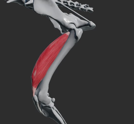 <p>odstup: mediální strana femuru</p><p>úpon: tuberositas tibiae (přes ligamenta patellae)</p><p>funkce: extenze v articulatio genus.</p>