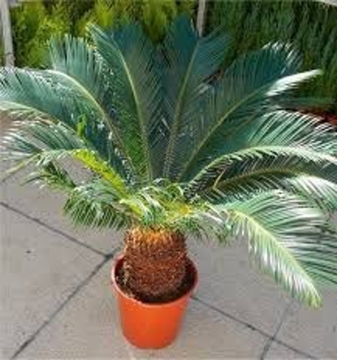 <p>Symmetrical plant</p><p>Trunk is thick and shaggy, typically about 7.9" in diameter</p><p>Trunk is very low to ground in young plants, but lengthens above ground with age.</p><p>Can grow over 20 feet of trunk in very old specimens.</p><p>Trunk can branch several times, producing multiple heads of leaves.</p><p>Leaves are shiny and dark green, and grow out into a feather-like rosette to 3.3 ft in diameter.</p>