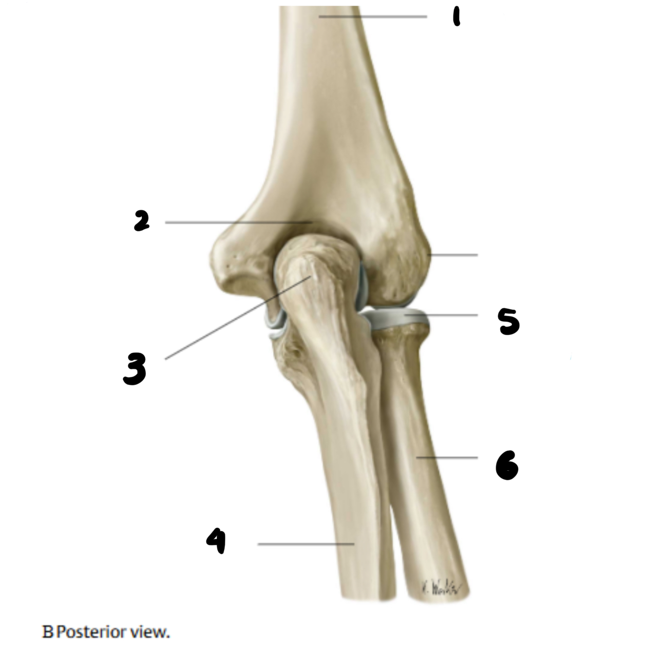 <p>posterior</p>
