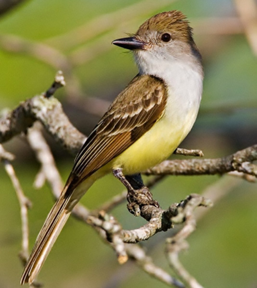 <p>Passeriformes</p><p>dark olive back, gray face, yellow belly</p>
