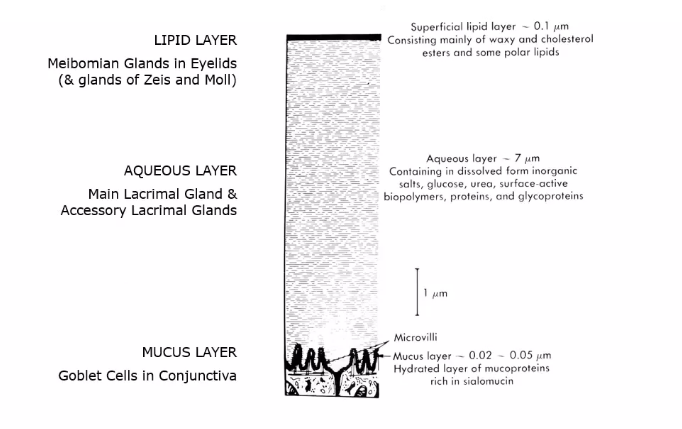 <p>composed of 3 layers </p><p>lipid layer </p><p>aquous layer </p><p>mucous layer </p>