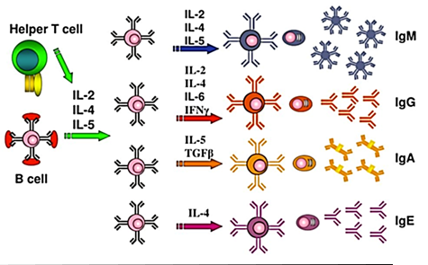 <p>The cytokine environment</p>