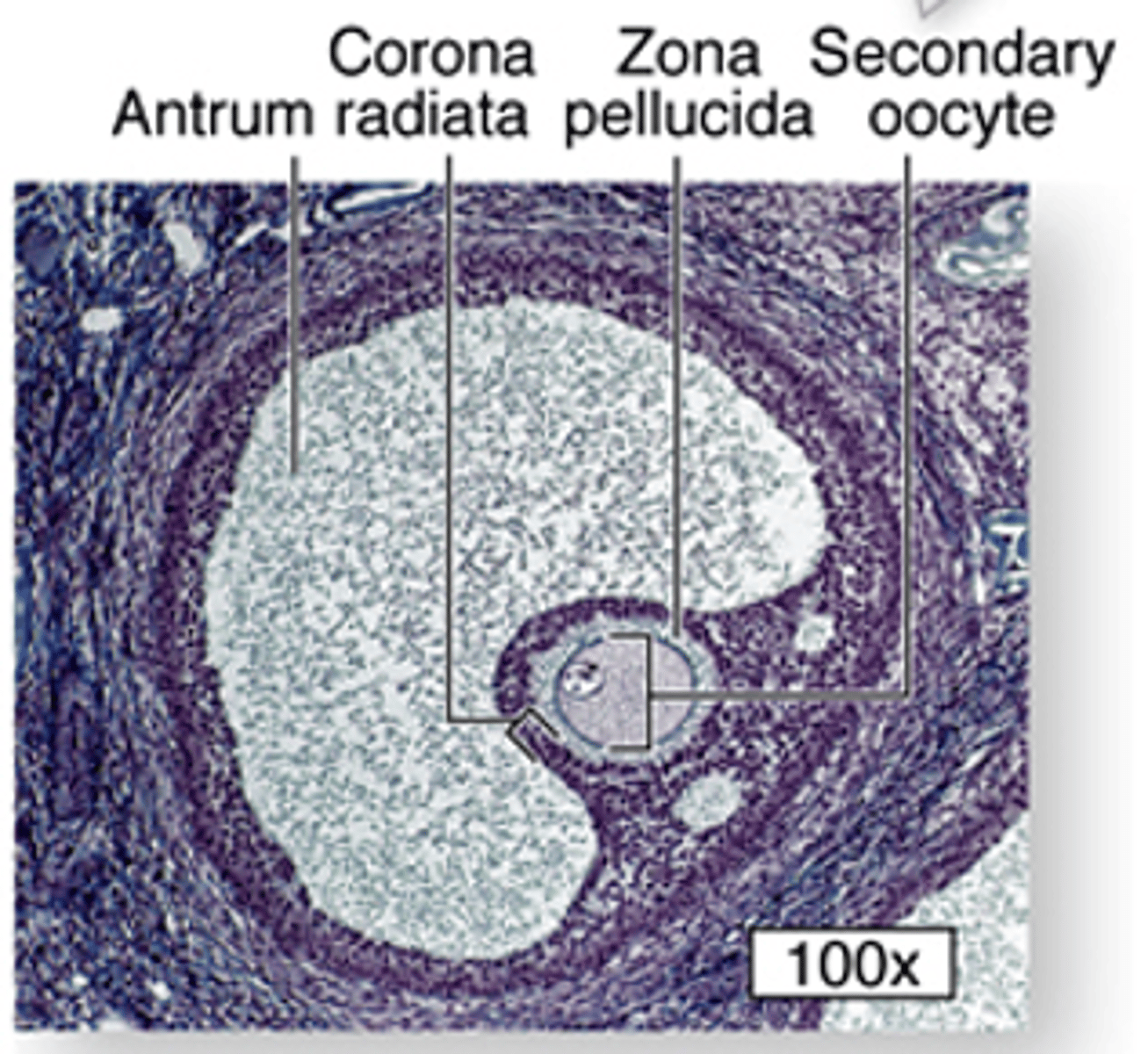 <p>ID the cell:</p>