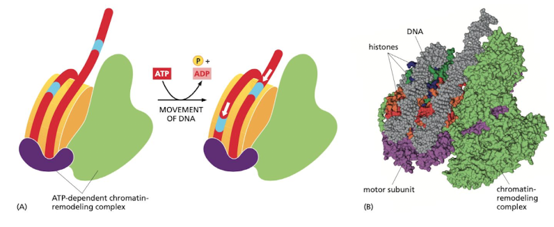 allows nucleosome to reveal inaccessible parts of DNA