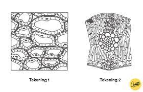 een groep cellen die dezelfde taakuitvoeren