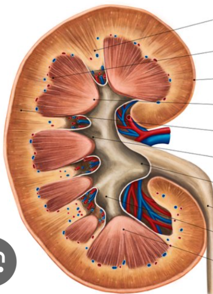 <p>kidney anatomy</p>