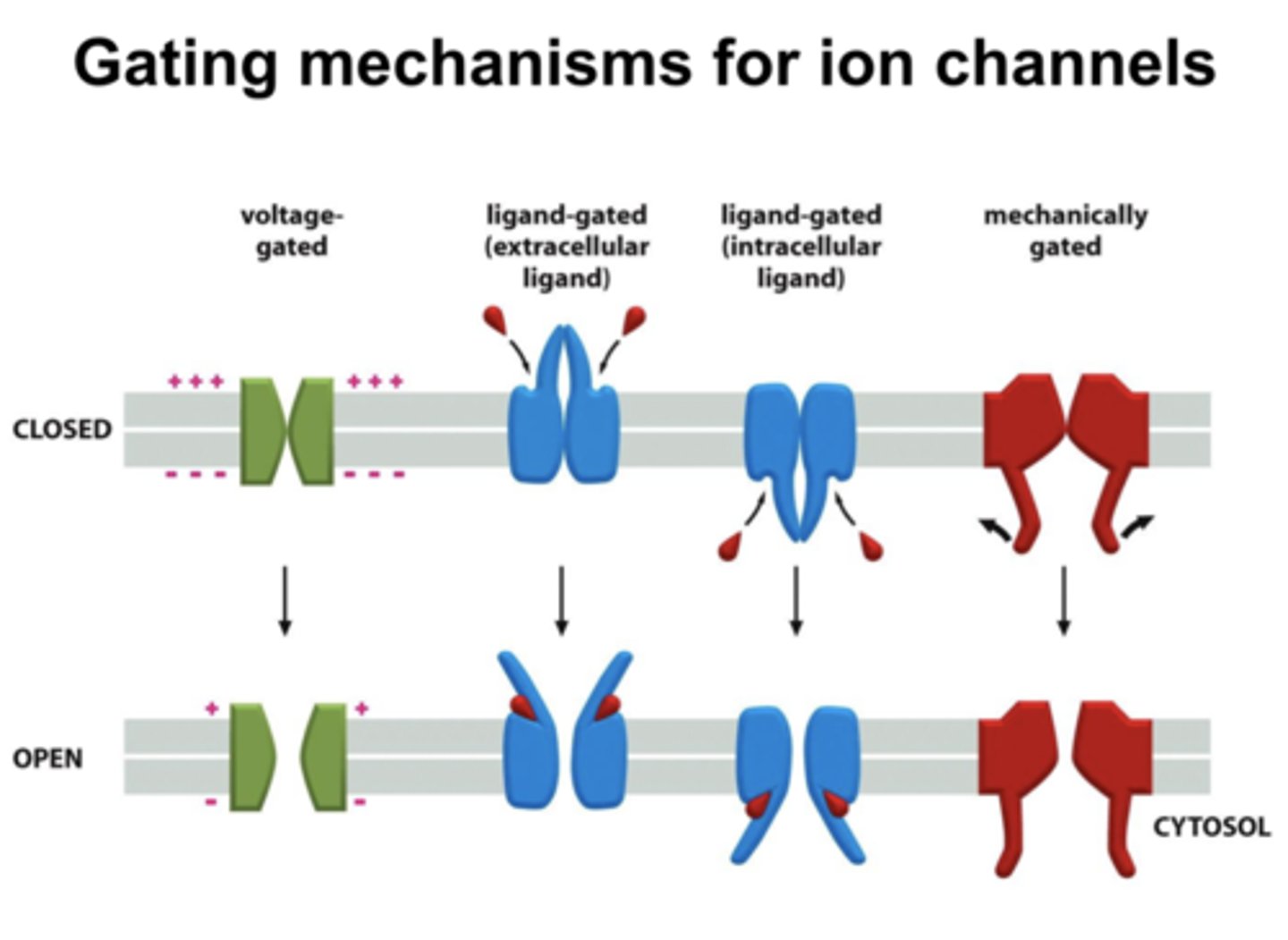 <p>When ion channels open or close, controlling which ions can enter or leave the neuron.</p>