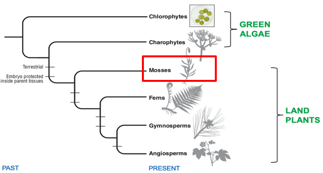 <p><span>Mosses: Nonvascular Land Plants</span></p>