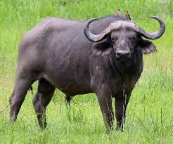 <p>buffalo</p>