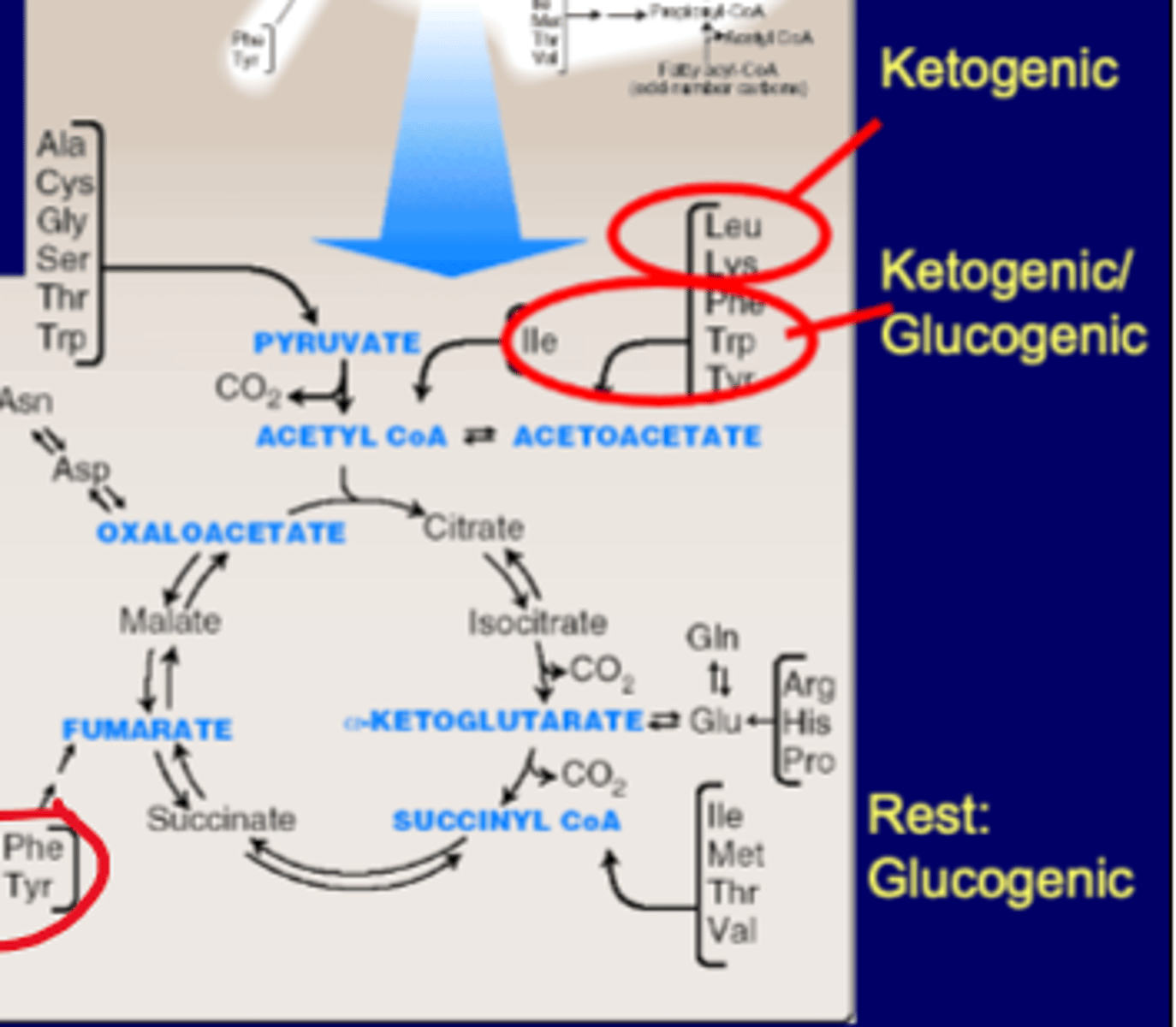 <p>Leu, Lys->Acetoacetate</p>