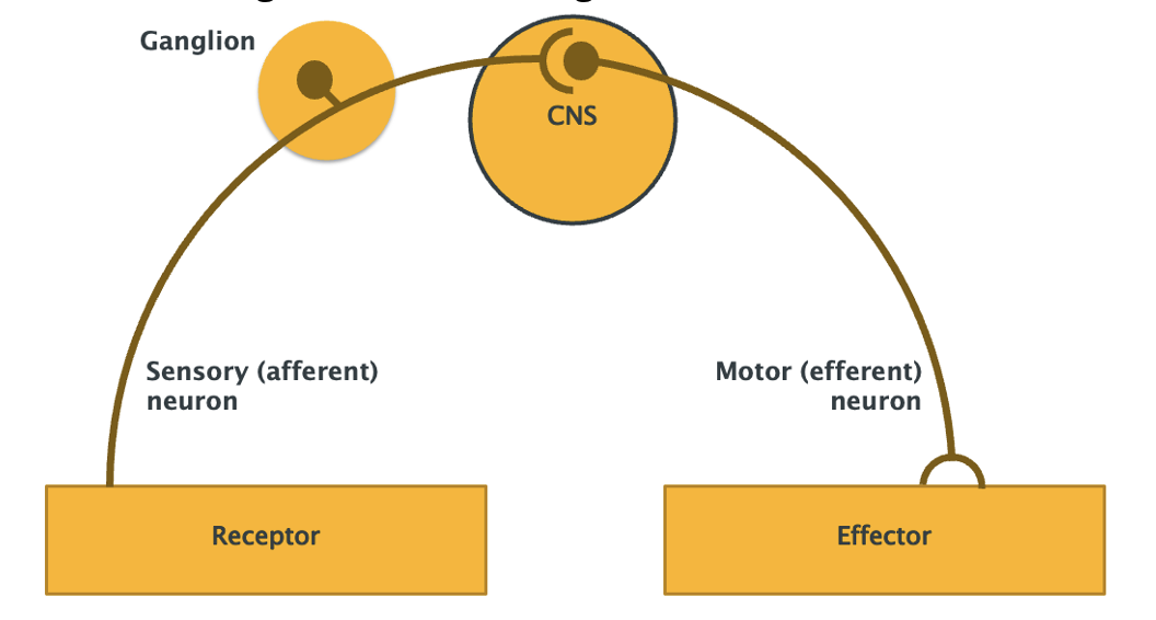 <p><span><span>-Smallest functional unit of NS</span></span></p><p class="MsoNormal"><span><span>-route followed by nerve impulses from receptor to effector</span></span></p><p class="MsoNormal"><span><span>-Reflex testing is a valuable diagnostic aid</span></span></p>