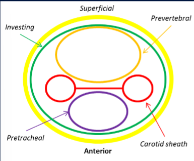 <p>yellow- supercicial cervical fascia</p><p>green- investing fascia</p><p>dark purple- pretracheal faschia</p><p>dark orange- prevertebral fascia</p><p>red- (2 circles with the line joining them) carotid sheaths</p>