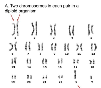 <p>Each chromosome in the pair carriers the same set of genes with small sequence differences because one from mom one from dad</p>