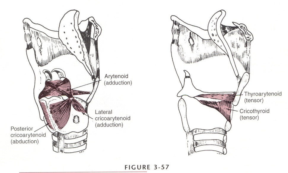 <p>origin: shallow depression of posterior aspect of quadrate lamina of cricoid cartilage</p><p>course: superior and lateral</p><p>insert: fibers converge to muscular process of arytenoid cartilages</p><p>action: vertical fibers rotate arytenoid so that vocal processes abducted and elevated, rocks the vocal folds</p><p>impact on vocal folds: abduction, dilation of larynx</p>