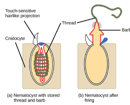 <p><span><span>Cnidocyte with nematocyst is<br>the defining characteristic of the<br>group.<br>These cells sting and grab prey.</span></span></p>