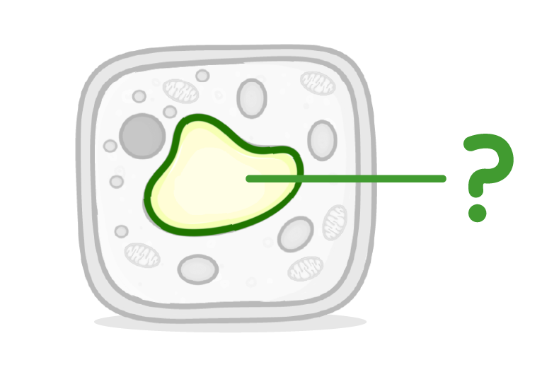 <p>What is the organelle indicated in the photo?</p>