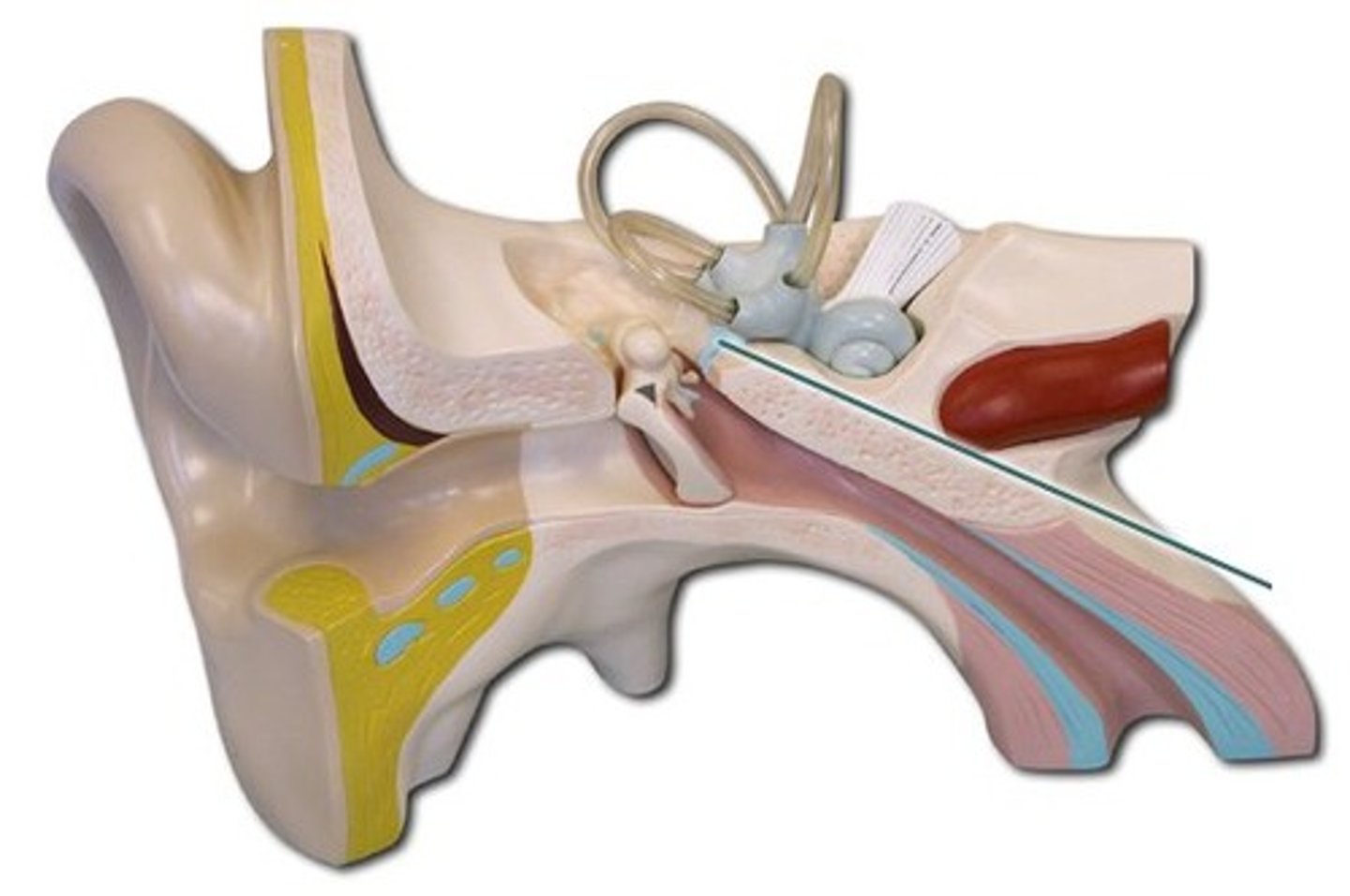 <p>smallest, lightest bone in body, in the middle ear; transmits and amplifies sound vibrations from the eardrum to the inner ear</p>