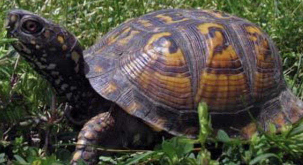 <p>what reptile is this </p>