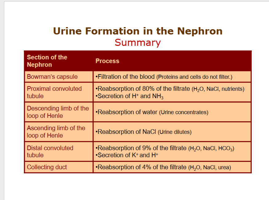 <p>1) Renal corpuscle (Bowman's capsule + glomerulus). 2) Proximal tubule. 3) Loop of Henle. 4) Distal tubule. 5) Collecting duct.</p>