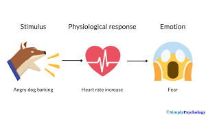 <p>A theory suggesting that physiological arousal occurs first in response to a stimulus, and that emotion is experienced as a result of interpreting that arousal. </p>