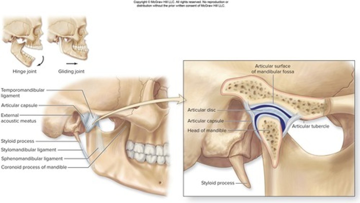 <p>the articulation between the head of the mandible and the articular tubercle of the temporal bone anteriorly and mandibular fossa posteriorly; it is a diarthrotic, synovial hinge joint.</p>