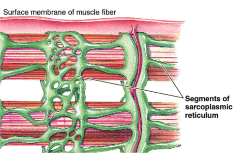 extensive tubular network that stores ca2+, wraps around myofibrils, enlarged portions are called terminal cisternae