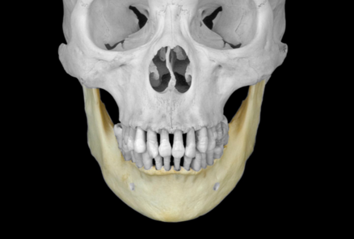 <p>lower jaw</p><p>3 parts - ramus, angle, and body</p>