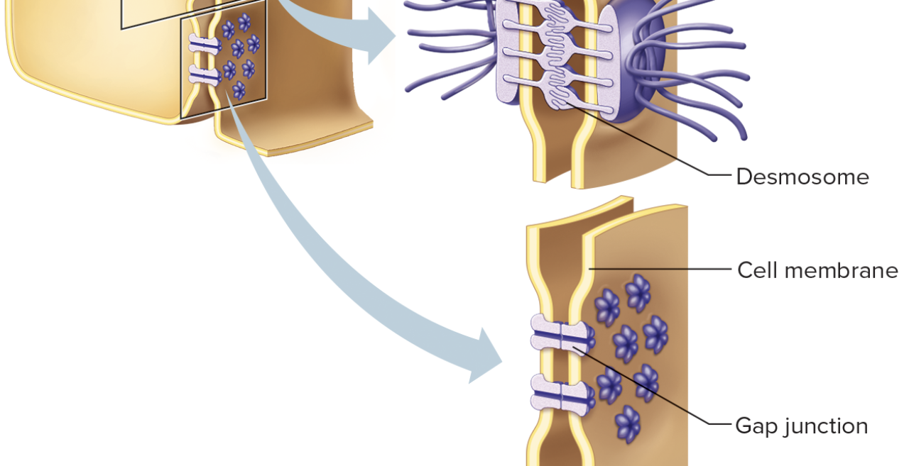 <p>a gap junction forms tubular channels between cells that allow exchange of substances (ions, nutrients, etc) by linking the cytoplasm of adjacent cells. (e.g. muscle cells of heart and digestive tract) </p>