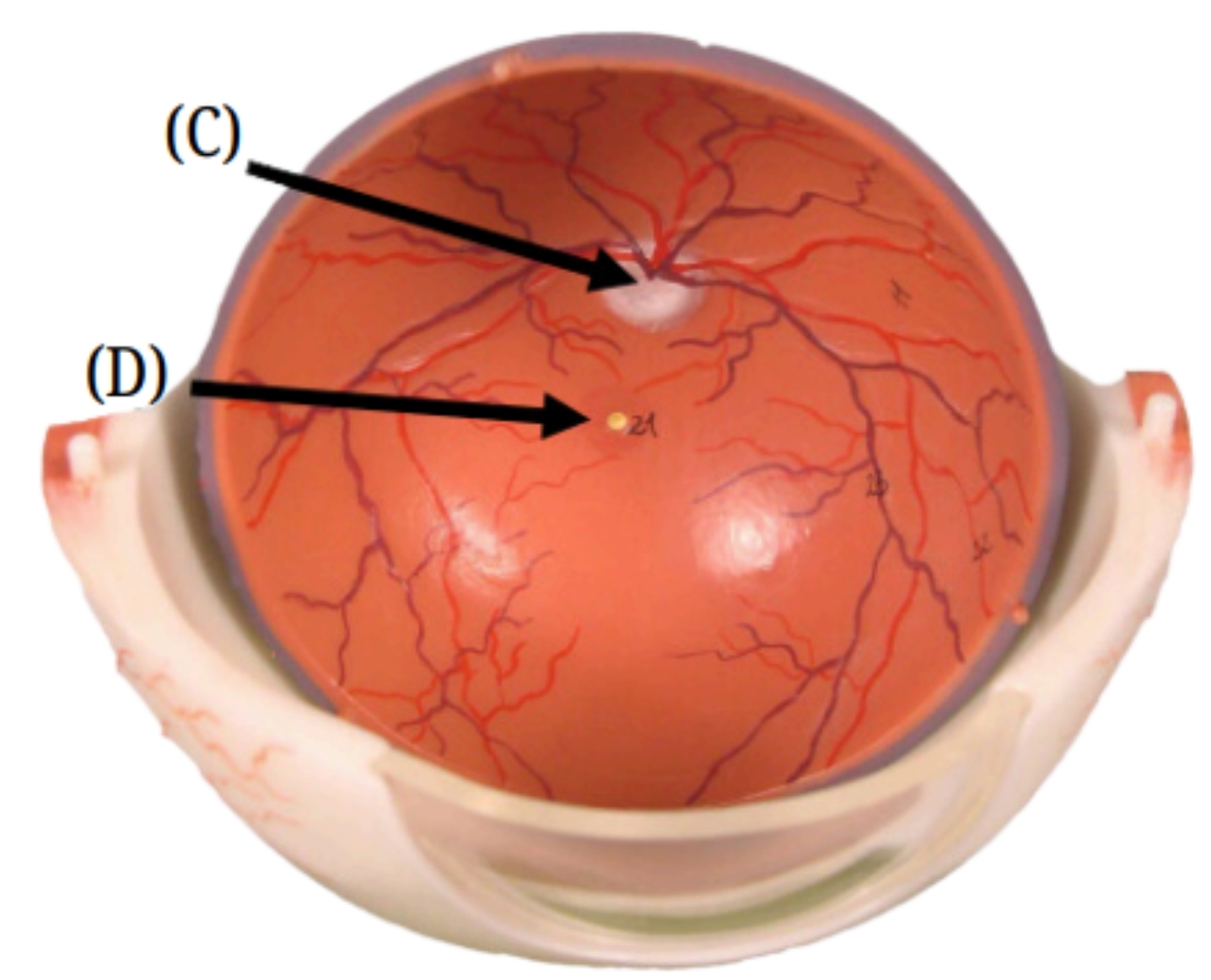 <p>What is the part of the eye labeled D?</p>