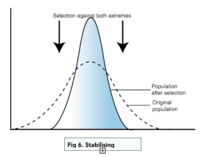 <p>Average phenotype is fittest, extremes are less fit, organisms w/average phenotype reproduce more, two ends of phenotypic spectrum eroded.</p>