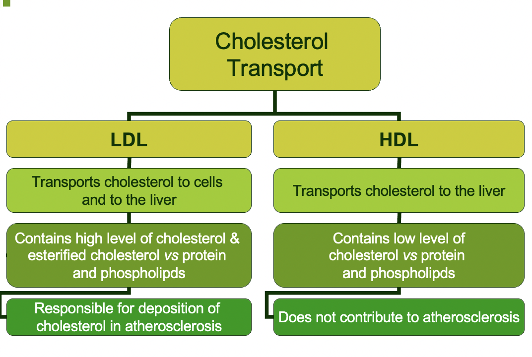 HDL: relatively **little** cholesterol

Main components of HDL r proteins and LDL is cholesterol

\
cholesterol transport summary

LDL:

* transports cholesterol to cells and to the liver
* contains high level of cholesterol & esterified cholesterol vs protein and phospholipids
* responsible for deposition of cholesterol in atherosclerosis

HDL:

* transports cholesterol to liver
* contains low level of cholesterol vs protein and phospholipdis
* does not contribute to atherosclerosis