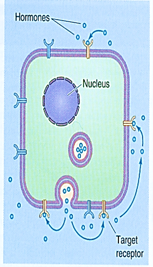 Which mechanism of cell-cell communication is illustrated by the figure below?