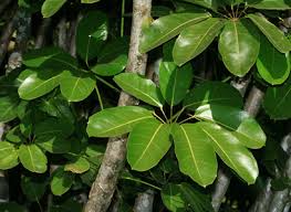 <p>Very large, alternate, palmately compound leaves comprised of 5 to 18 droopy leaflets. The entire leaf, including leaf stalks and leaflets, can be 3 feet (0.9 m) long.</p>