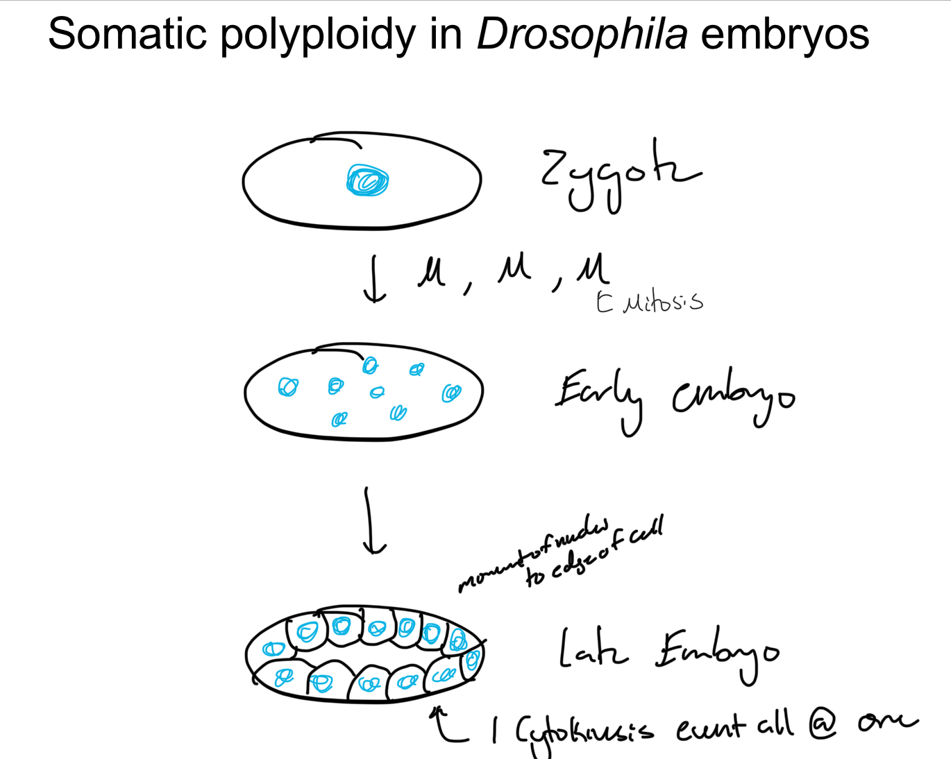 <p>Type of cell resulting = MULTINUCLEATED</p><p>eg. <strong>Drosophila Embryos</strong></p><ul><li><p>use somatic polyploidy to speed up embryogenesis (egg needs to become larvae ASAP = larvae temp. somatic polyploid)</p></li></ul><p></p>