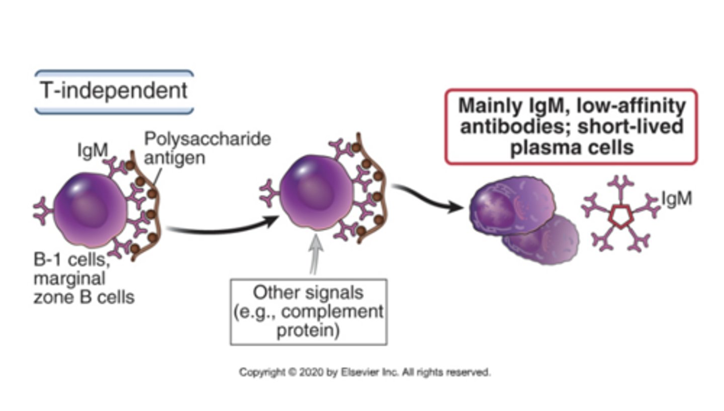 <p>- Mainly IgM</p><p>- Low-affinity antibodies</p><p>- Short-lived plasma cells</p>