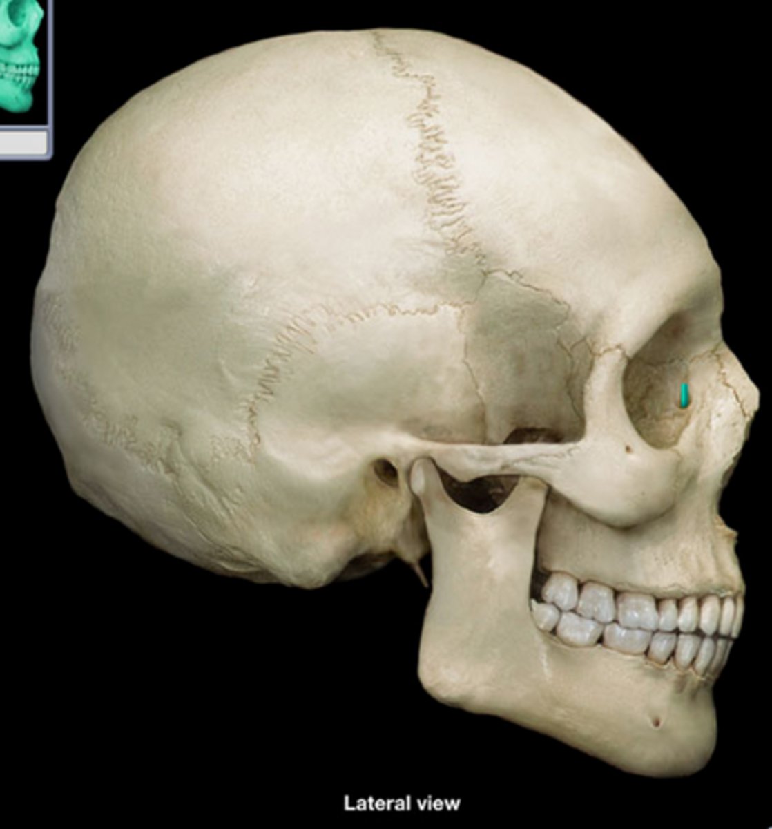 knowt flashcard image