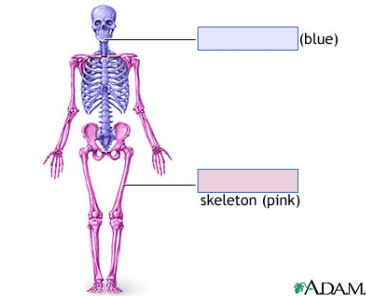 bones of limbs and the girdles that connect them to the trunk