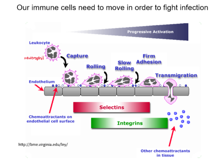 <ul><li><p>body plan/tissue/organ development</p></li><li><p>immune cells need to move to fight infection</p></li></ul>