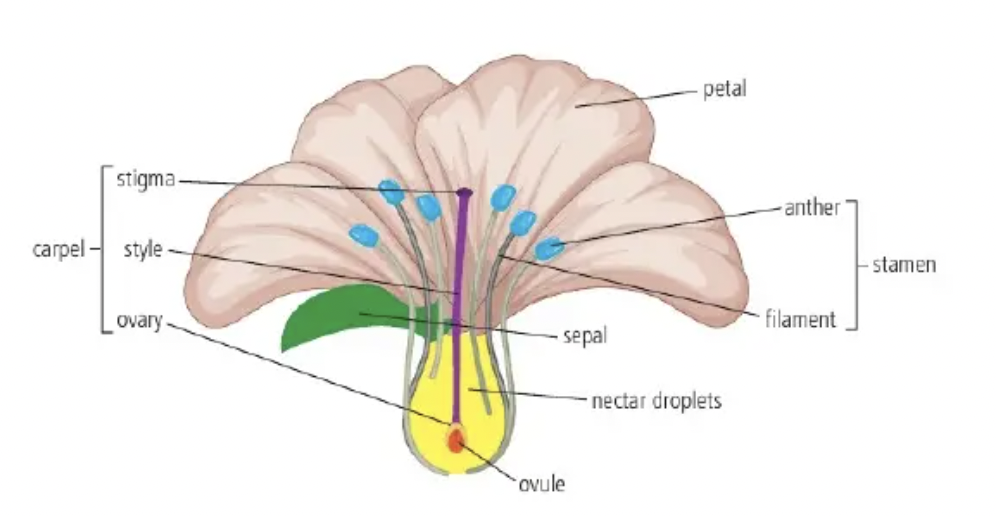 <p>D3.1.9 Insect pollinated flowers</p>