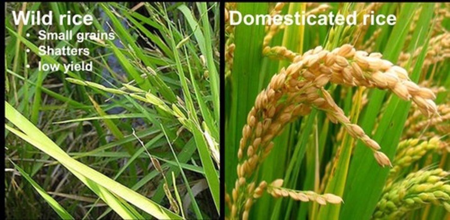 <p>Teosinte is the wild ancestor of modern corn, characterized by small grains and a hard shell.</p>