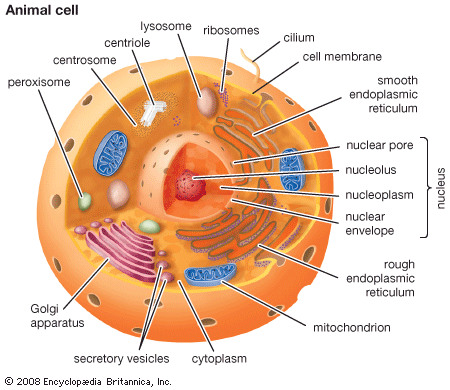 does not have a cell wall or chloroplast and a small vacuole