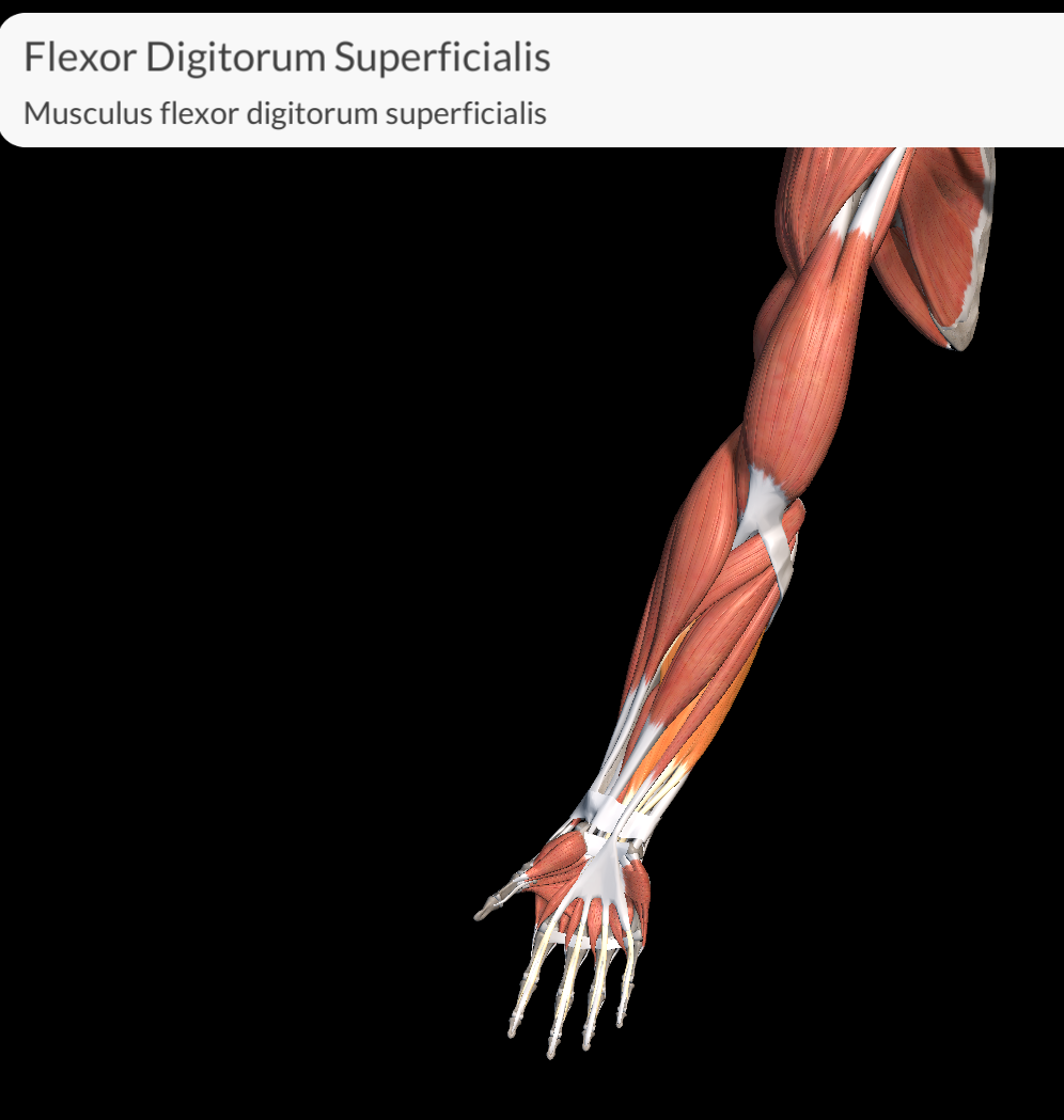 <p>Flexor digitorium superficialis</p>