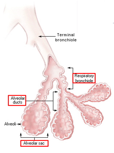 <p><strong>Respiratory bronchioles → Alveolar ducts → Alveolar sacs → Alveoli</strong>.</p>